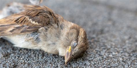 鳥 死亡|野鳥が死んでいた場合の注意点